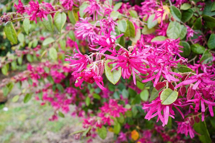 トキワマンサク