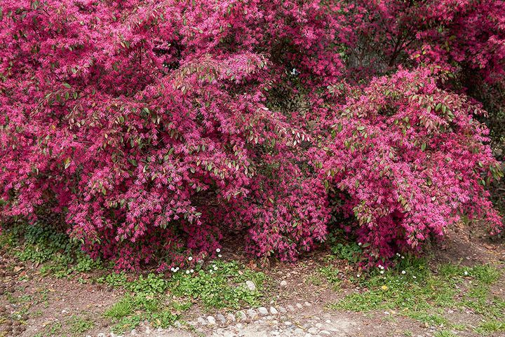 トキワマンサク