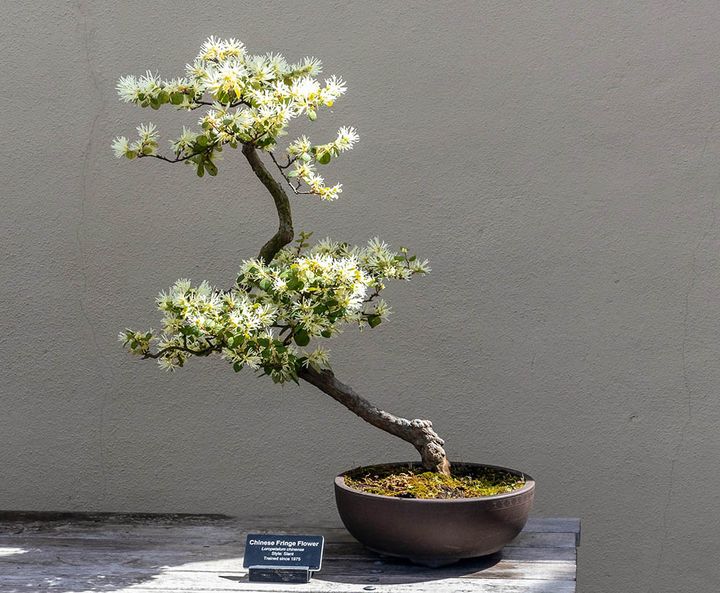 トキワマンサク