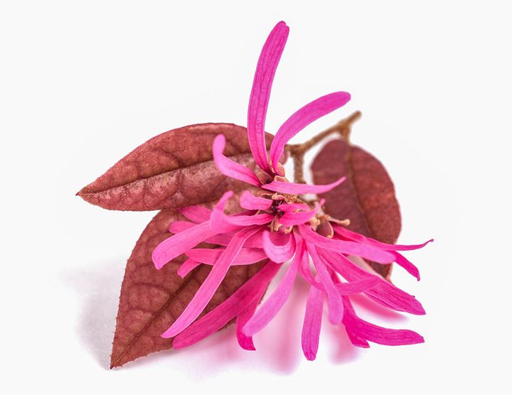 トキワマンサク