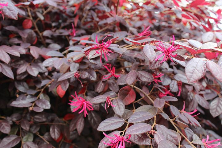 トキワマンサク