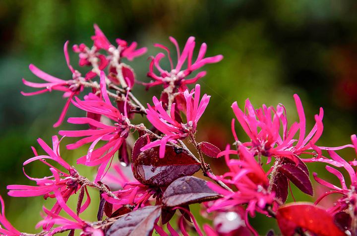 ベニバナトキワマンサク