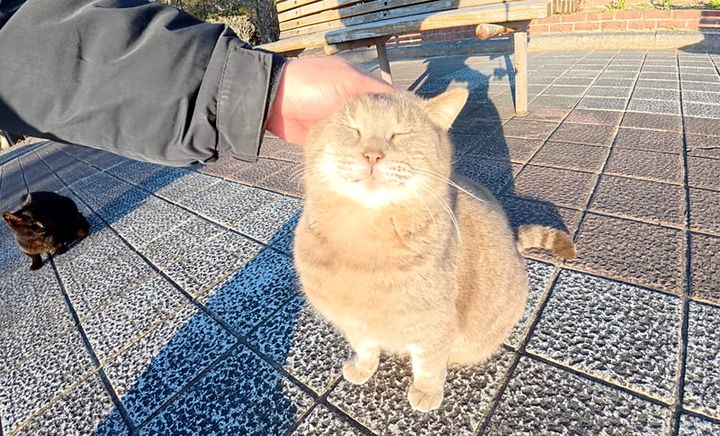 撫でられる猫