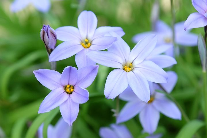 花ニラ‘ウィズレーブルー’