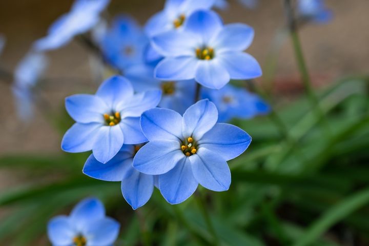 ハナニラ‘ロルフフィードラー’