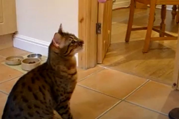 この猫、まさか自分のこと「犬」と思ってるのでは…？