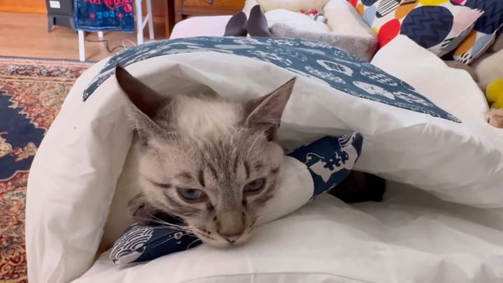 初めての自分の布団に包まれた猫、オフトゥン力に兜を脱ぐ