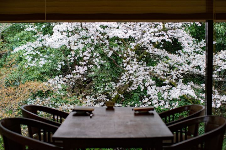 「トラットリア セッテ」では、桜の葉や桜鱒、桜鯛など、桜にちなんだ特別メニューを提供。