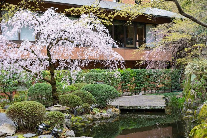 四季折々に表情を変える中庭。桜が咲く春はより一層華やかに。