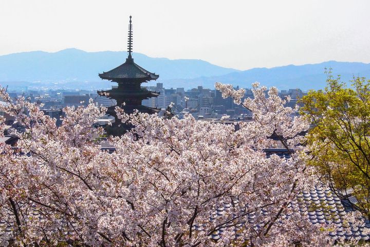 「山荘 京大和」の庭園の桜の向こうに八坂の塔が見える。