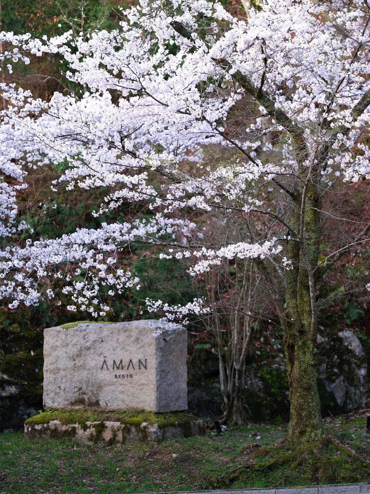 エントランスでは、美しく花開いたソメイヨシノがゲストを出迎える。