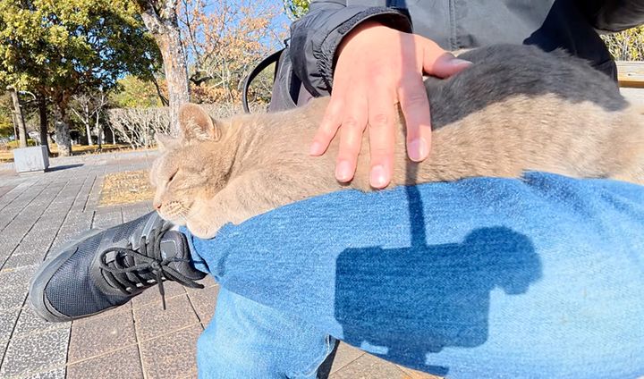膝の上で撫でられる猫