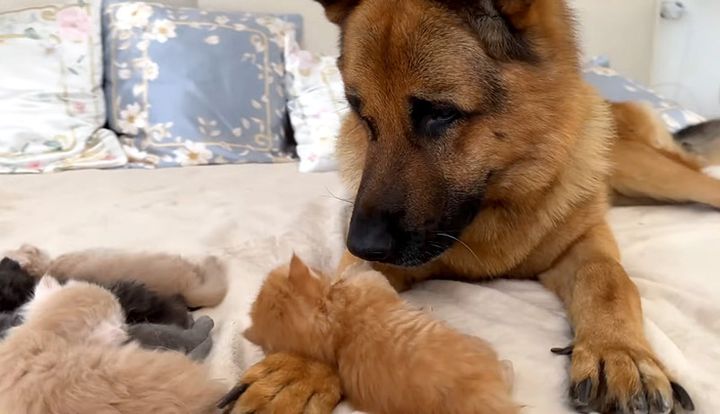 子猫達を見つめるシェパード