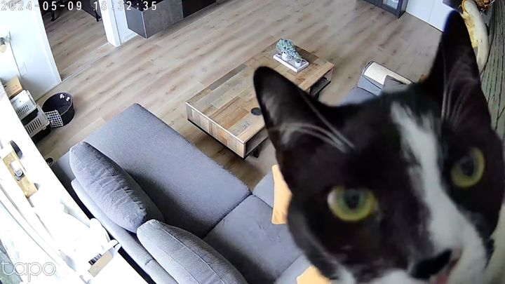 天井にカメラを見つけてしまった猫、事案発生直ちに現着