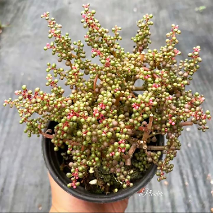 ピレア・グロボーサ