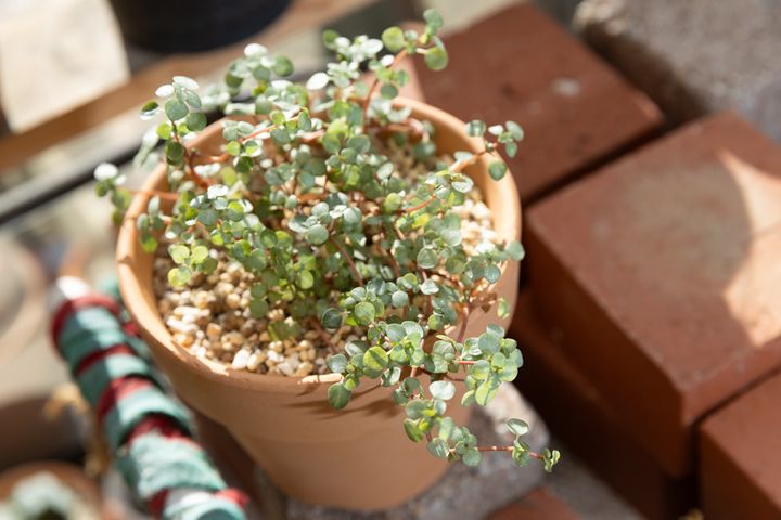 ピレア・グラウカ