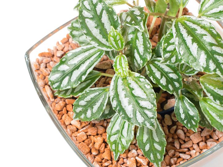 ピレア・カディエレイ