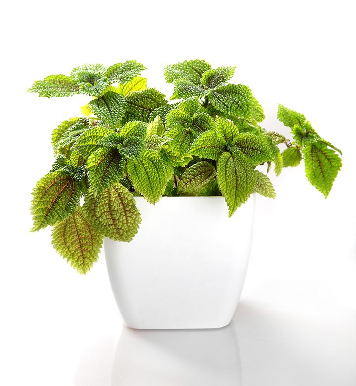 ピレア・ムーンバレー