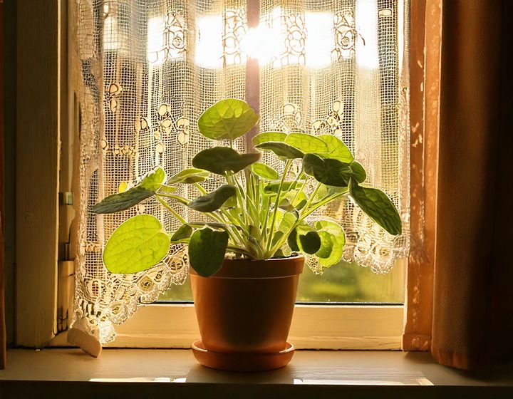 ピレア置き場所