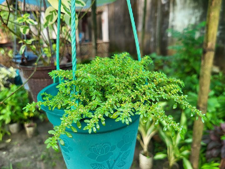 ピレア・ミクロフィラ