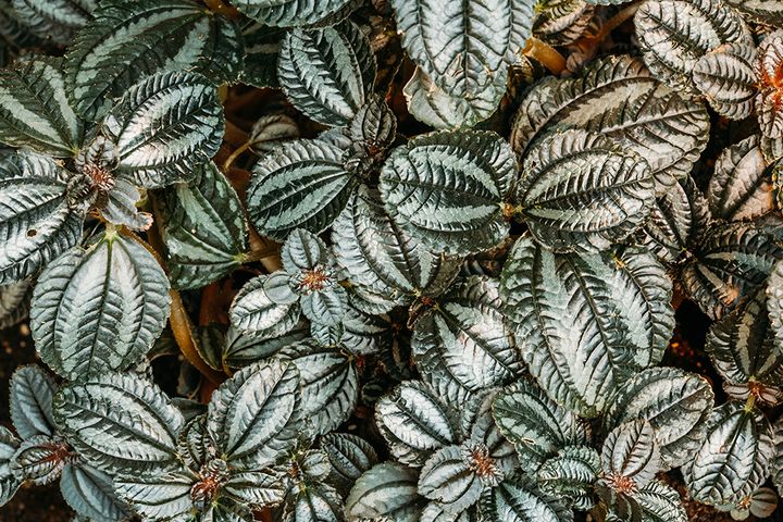 ピレア・シルバーツリー