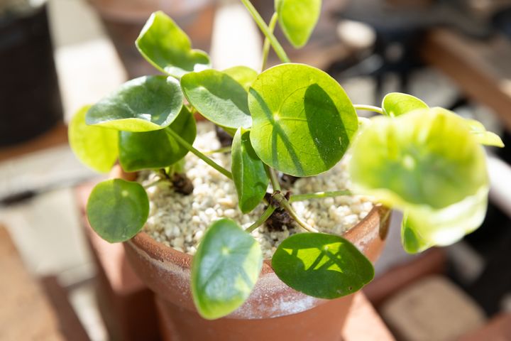 ピレア・ペペロミオイデス