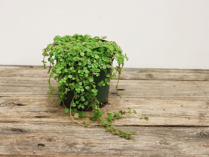 ピレア・サンパウロ