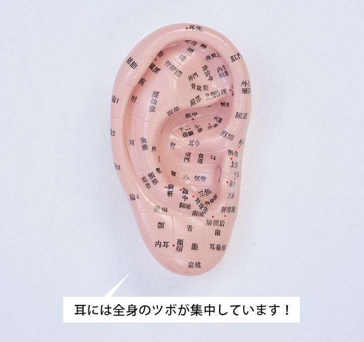 耳には全身のツボが集中しています！