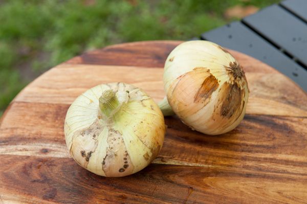 春キャンプ上級者は絶対やってる！簡単にできる強風や花粉対策が天才すぎた！