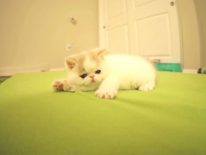 猫なのに犬っぽい…だと…？