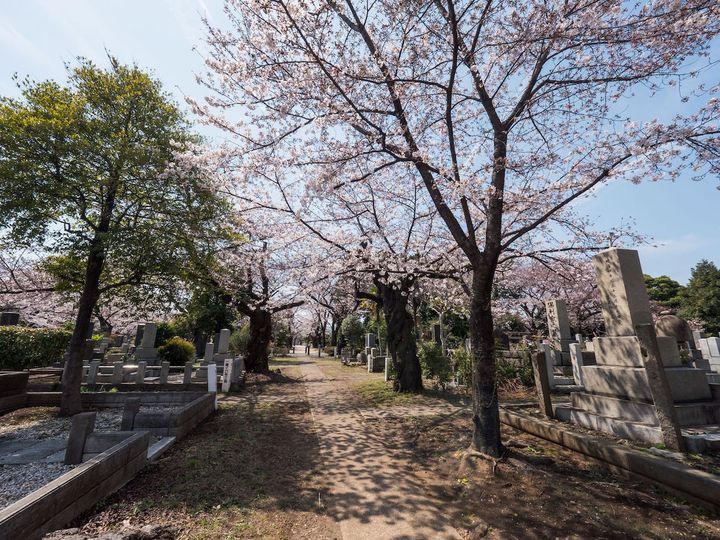 Photo_ kawamuralucy/123RF