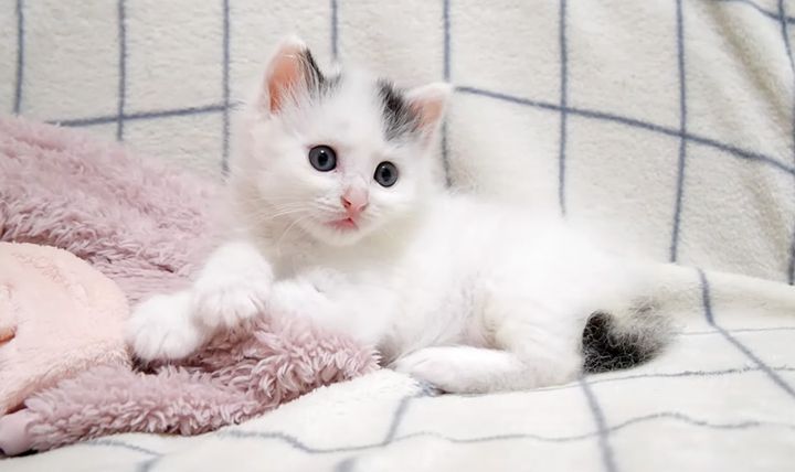 ソファでミルクを待つ子猫