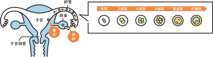 正常な妊娠のプロセス