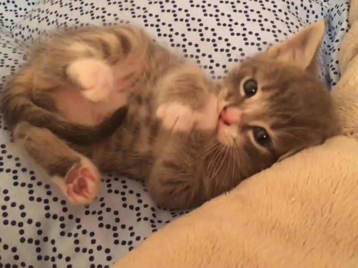 えっ…かわいすぎんか…？