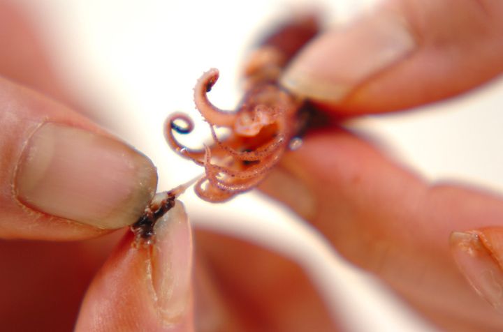 コゴミとホタルイカの炒め物の作り方2