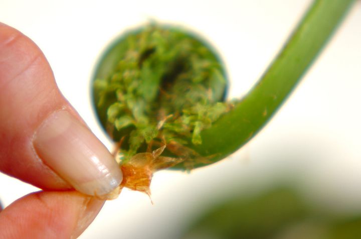 コゴミとホタルイカの炒め物の作り方1