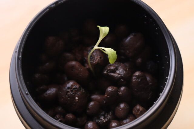 ダイソー カフェカップ風プランター 使用例