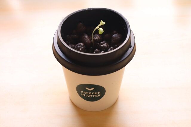 ダイソー カフェカップ風プランター 使用例 デザイン