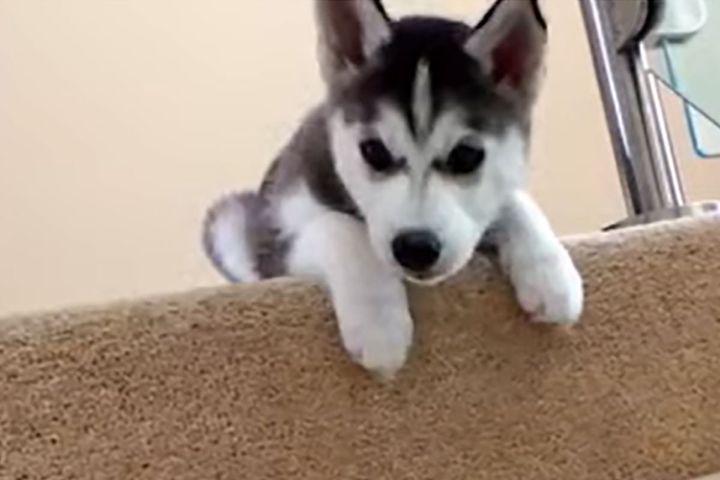 絶対に降りたくないワン！！