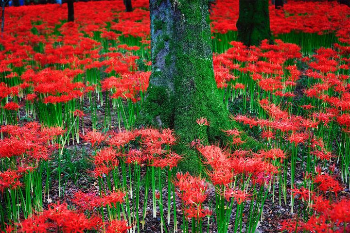 彼岸花の悲しい花言葉は「諦め」「悲しい思い出」など。今回はランク外