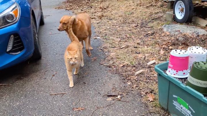 犬の行く手をソフトに阻む茶トラ猫、添い歩く様は複線ドリフト