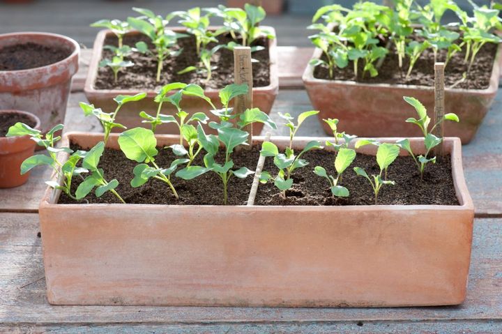 ブロッコリーの新芽