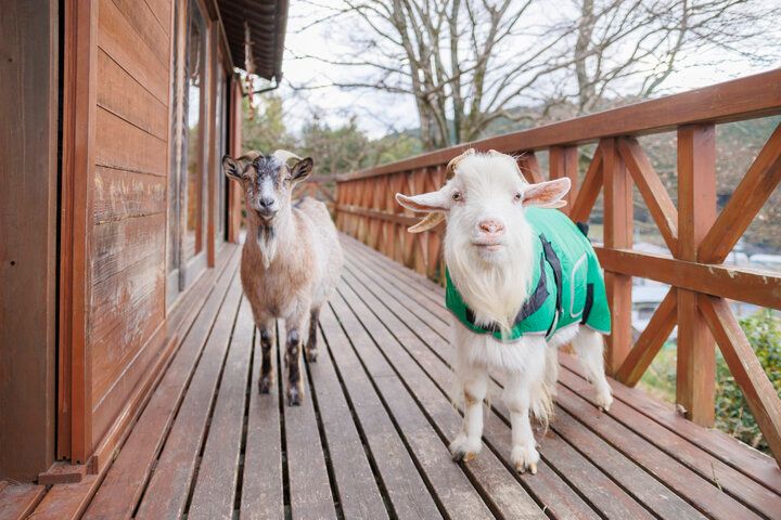 奈良の農家レストラン「清澄の里 粟」で、大和伝統野菜たっぷりのランチを♪
