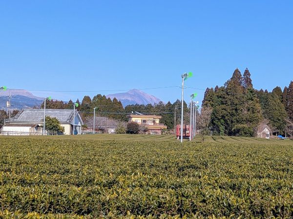 霧島連山と茶畑