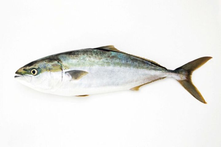 EPAとDHAを含む青魚をとる