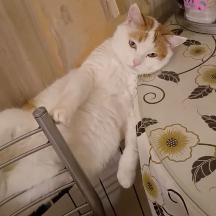 ラジエーターに吸い付けられた茶白猫、カメラを見つめて夢の国へ