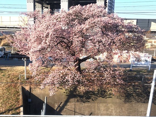 大宮操の桜