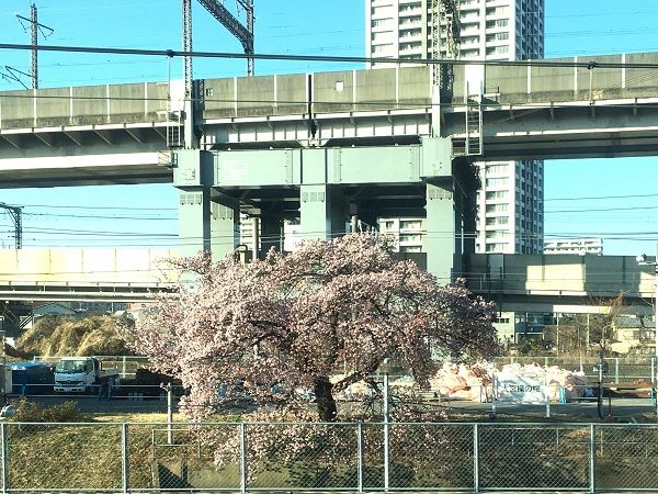 大宮操の桜（高崎線から）