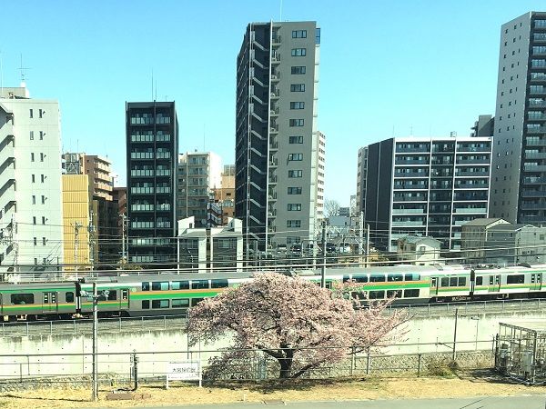 大宮操の桜（埼京線から）