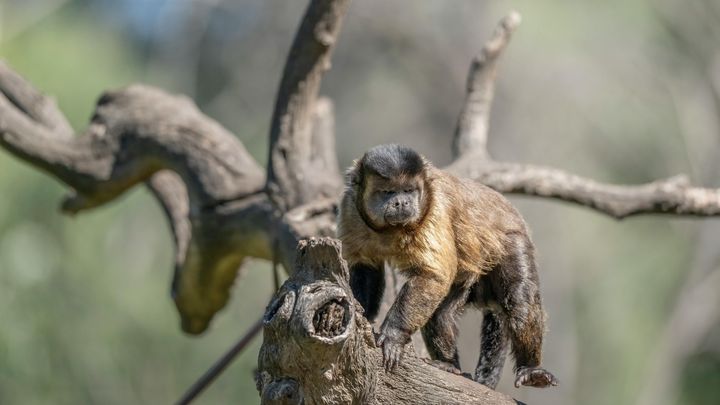 石器を手に入れたサルたちの生息域が急拡大していたと判明